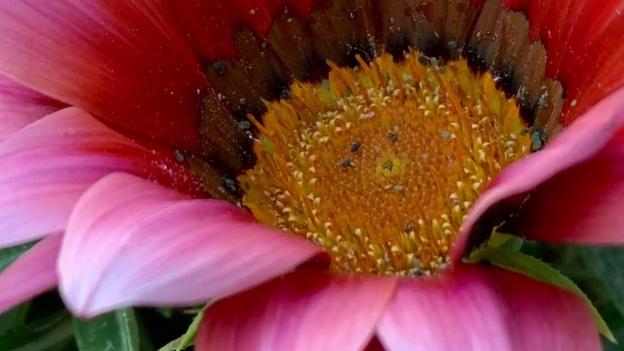 Erzurum # ispir # başköy # kaşıklı