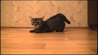 Котэ - Гонщик (на старт, внимание, марш) Котэ - Гонщик (на старт, внимание, марш)