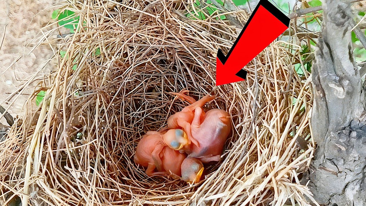 Cuckoo Chick Takes Over the Nest Watch How Cuckoo Baby Removes Other Chicks 