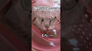病院に行く前のマロちゃんが可愛すぎるw #shorts