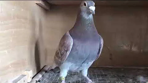 Red Racing Pigeon | Red Fox Piegon
