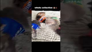 soda cat🥀| CATMEMES | KittLives  #cat #memes #funny #relatable #catmemes #viral