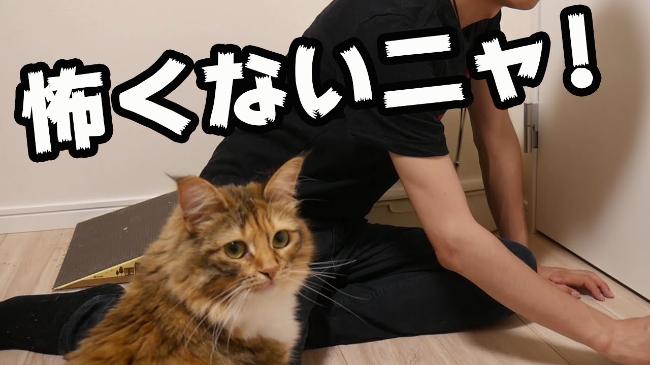 魔物が猫に襲いかかる・・・ YouTube 魔物が猫に襲いかかる・・・ YouTube