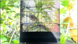 sanma eurasian #kicaumania #kicaulark #suaraburungsanma #sanma #lark