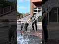 秋田犬長毛カイには暑い夏