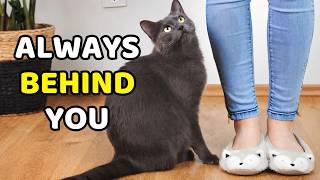 If Your Cat Follows You Everywhere, Here’s Why