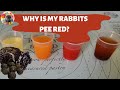 Understanding Rabbit Urine Colors and Poop Consistencies: A Comprehensive Guide