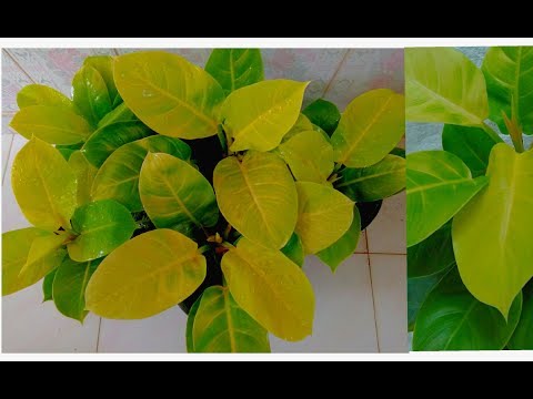 Video: Prince Of Orange Pelargoniums - Growing Prince Of Orange Pelargonium Plants