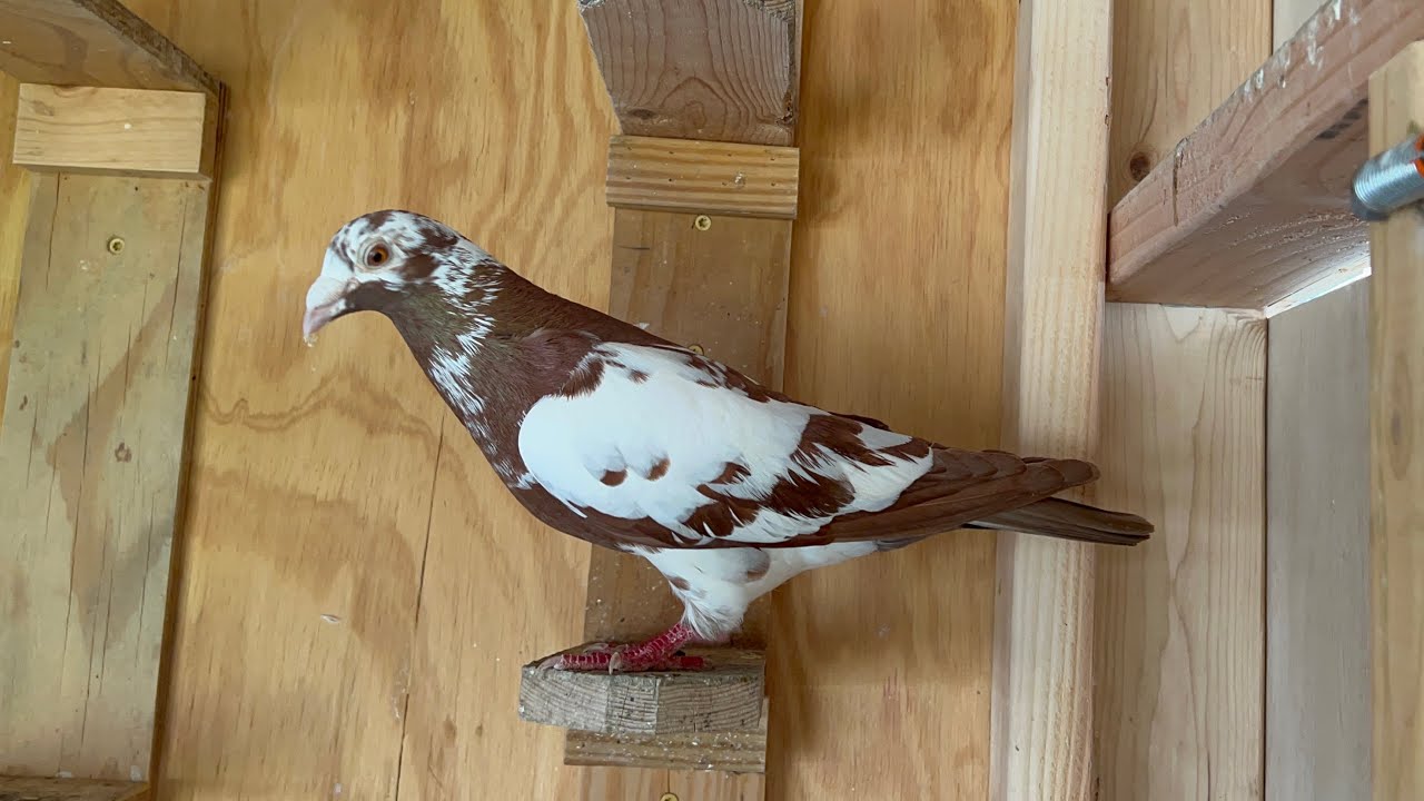 Karel Meulman cock bird is back in our loft