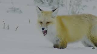 Wild Animal  A Fox Searching For Prey In The Snow Covered Field