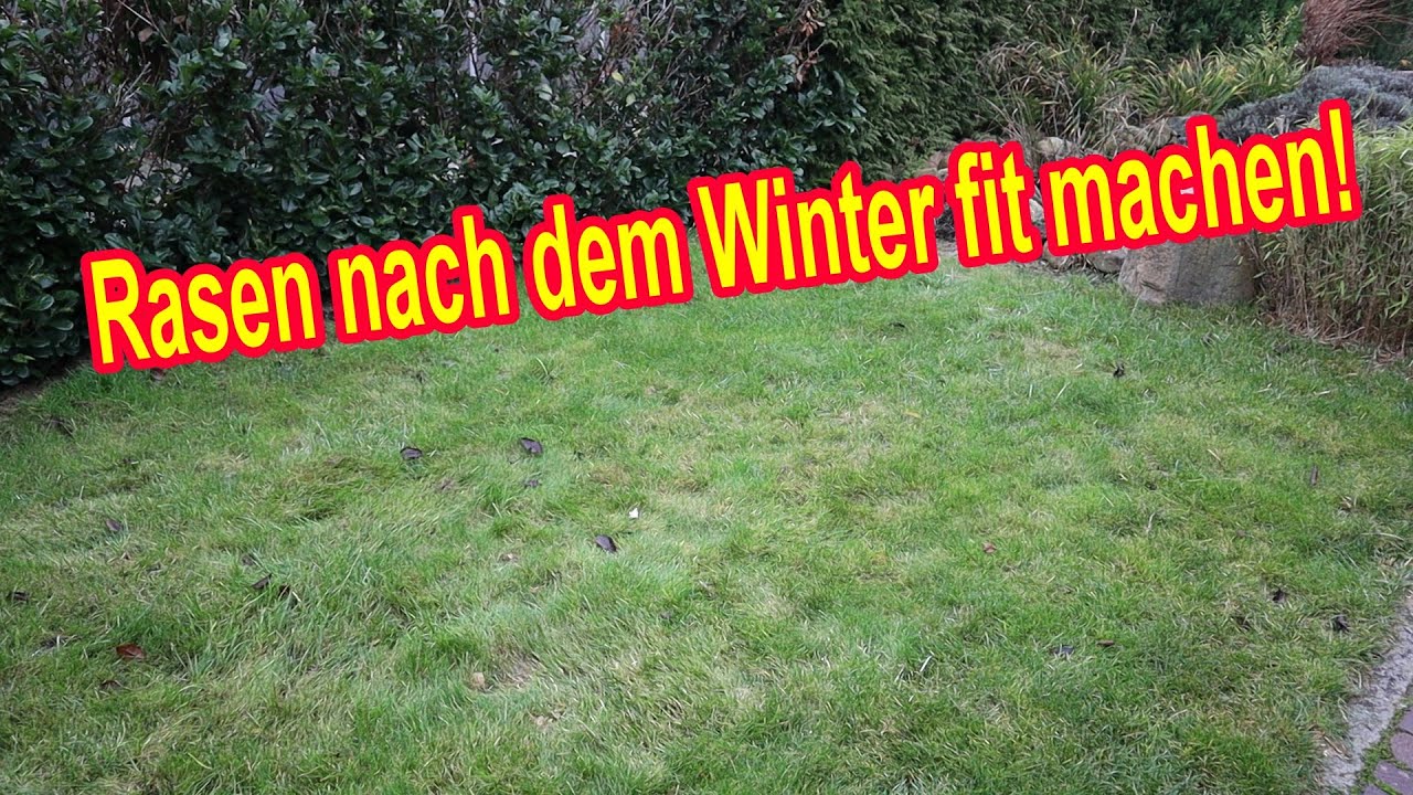 Rasen nach dem Winter fit machen Rasenpflege im März Wenn der Rasen
