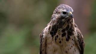 Birds 4K | HD Videos | Full Hd