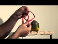 Putting Aviator Harness on Parrots in 10 Seconds!