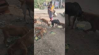Lunch time 🐕💗#street #dog #help #food #love #animals #shorts #viralvideo #youtubeshorts