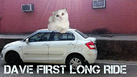 Watch the video about TRAVELLING WITH DAVE/SCOTTISH FOLD CAT😺