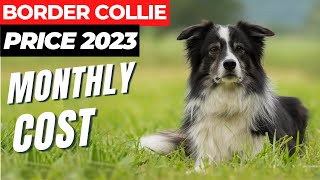 The True Cost of Owning a Border Collie: Price and Monthly Expenses #2023