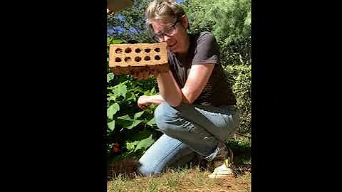 Heirloom Hydrangea Propagation with the layering method
