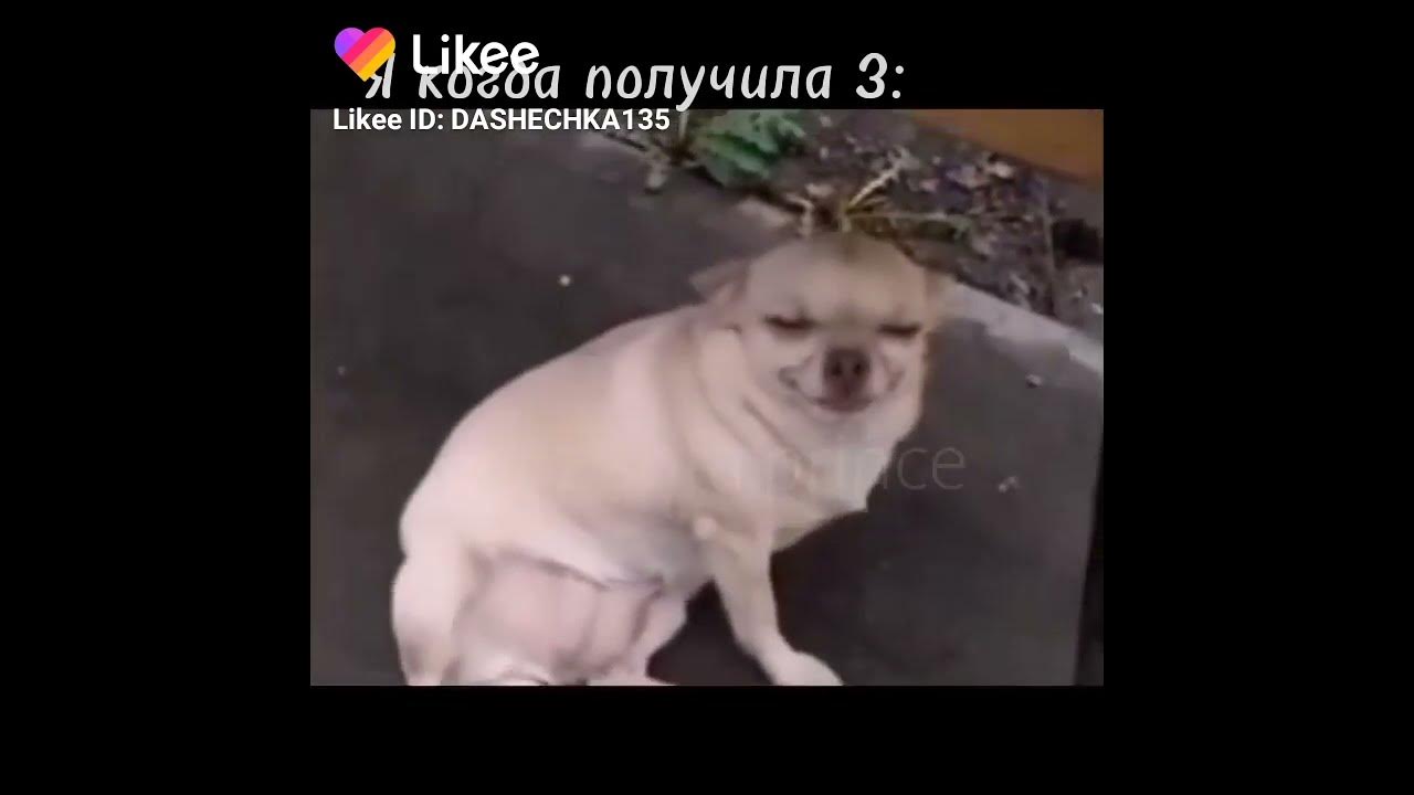 Сабака с юмором - YouTube