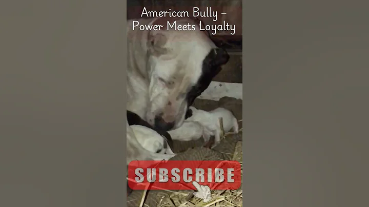 American Bully – Power Meets Loyalty ! bully puppies! #shorts #puppy #dogs