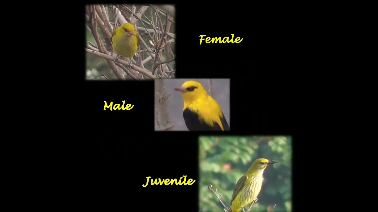 Indian golden oriole - female, male and juvenile