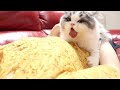 妹に甘えたすぎて洋服を毛づくろいしちゃう子猫がかわいい
