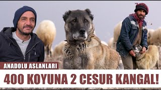 Kangal Köpekleri Görev Başında! Kangallar Koyunları Böyle Koruyor! l Anadolu Aslanları - Barış Çiçek