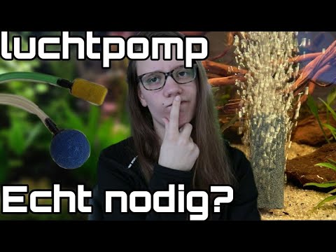 Video: Kun je een aquariumfilter 's nachts uitschakelen?