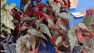 Semt Pazari Çi̇çekçi̇si̇ni̇ Gezeli̇m