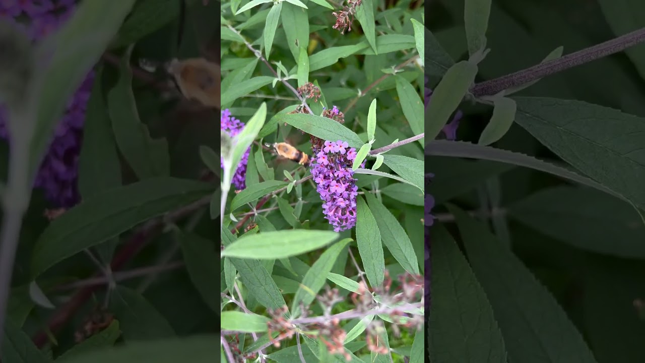 Pollination Ballet: Humming-bird Hawk-moth & ‘Blue Heaven’ Butterflybush 🌿🦋
