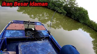 ini Dia ikan Besar Yg Paling Di Tunggu Tunggu, ikan Besar Penghuni Muara