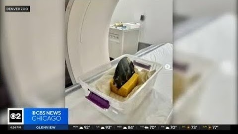 Fish goes out of water as vets looking into its swimming patterns