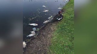 Dead fish washing ashore