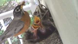 Mommy robin feeding baby robins - about 2 days old