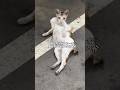 【誘とんか？】#ねこ #ネコ #猫 #cat #可愛い #comedy #shorts