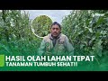 CARA OLAH LAHAN YANG TEPAT!! AGAR TOMAT TUMBUH SEHAT DAN BERBUAH LEBAT!! (PART 1)