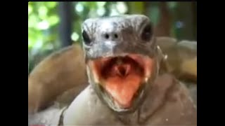 Coldplay Turtle