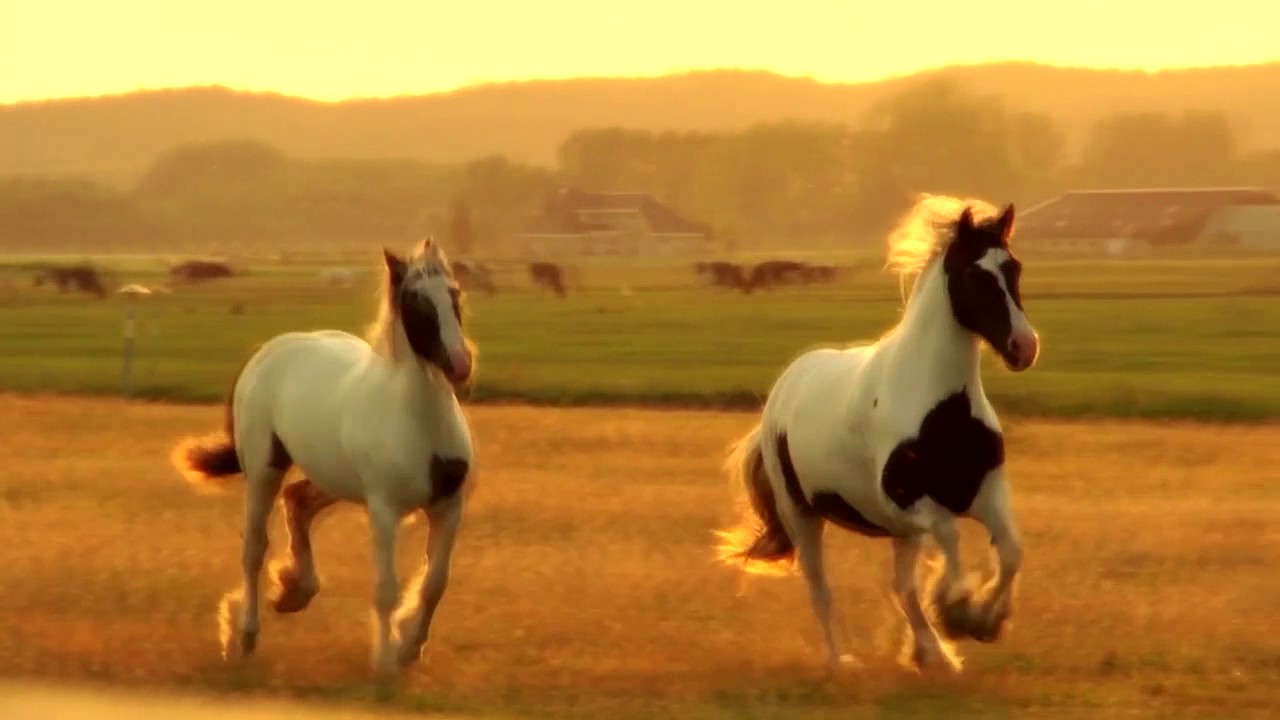 Andrei Postolache - Legenda Moldovei