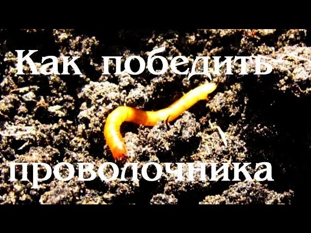 Как победить проволочника. Проволочник как бороться
