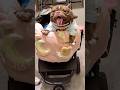 这跟自己生的小宝宝没有区别🐾 #bulldog #dogshorts #dog #pets #funny