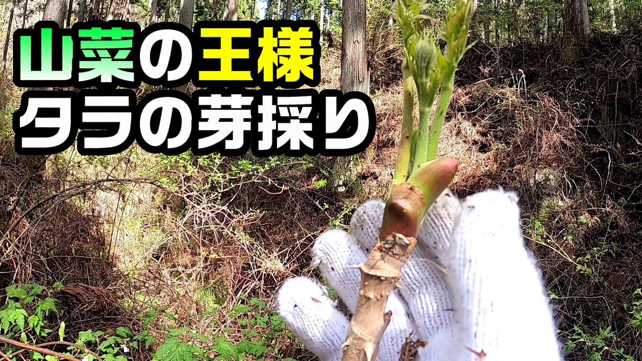 I went deep into the mountains to pick the king of wild vegetables