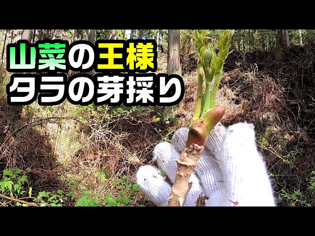 I went deep into the mountains to pick the king of wild vegetables