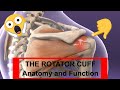 Biomechanics | Anatomy and Functions of the Rotator Cuff