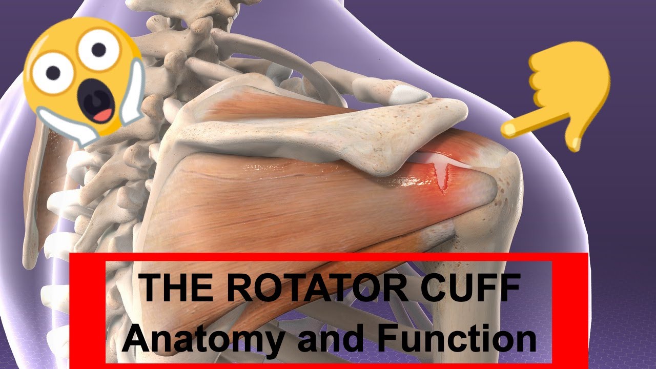 Biomechanics | Anatomy and Functions of the Rotator Cuff - YouTube