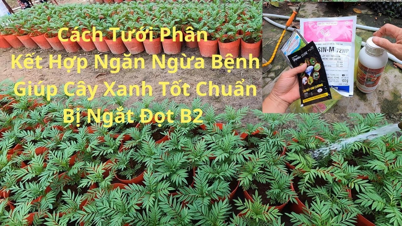 Tưới Phân Kết Hợp Ngăn Ngừa Bệnh Nấm - Héo Xanh || Cách Pha Tưới Cử Phân Thứ 2