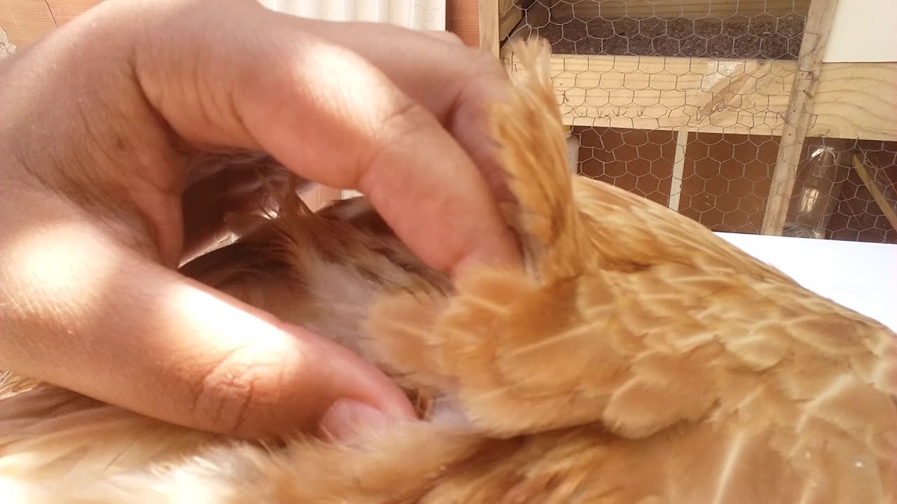 Qual remédio eu uso contra piolhos de galinhas!!!??🐓🐔🐔 YouTube Qual remédio eu uso contra piolhos de galinhas!!!??🐓🐔🐔 YouTube