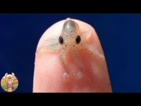 Vidéo: 3 des meilleurs petits animaux de compagnie exotiques à posséder