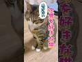 表情豊かな猫#cats #short#球太