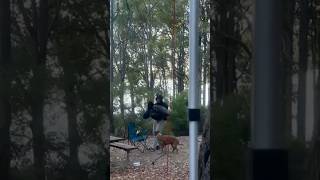 Camping is fun 🤩 #dog #petshub #pets #dog #camping #dogs #doglife #dogshorts