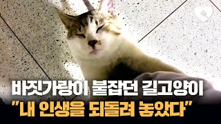 초면인 남자 바짓가랑이 붙잡은 고양이···'내 인생을 되돌려 놓았죠'