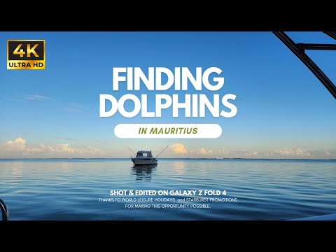 Dolphin Swimming in